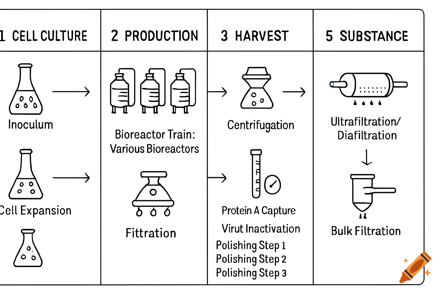 A black and white diagram illustrating a biological process with steps like cell culture, production, harvest, and substance purification.