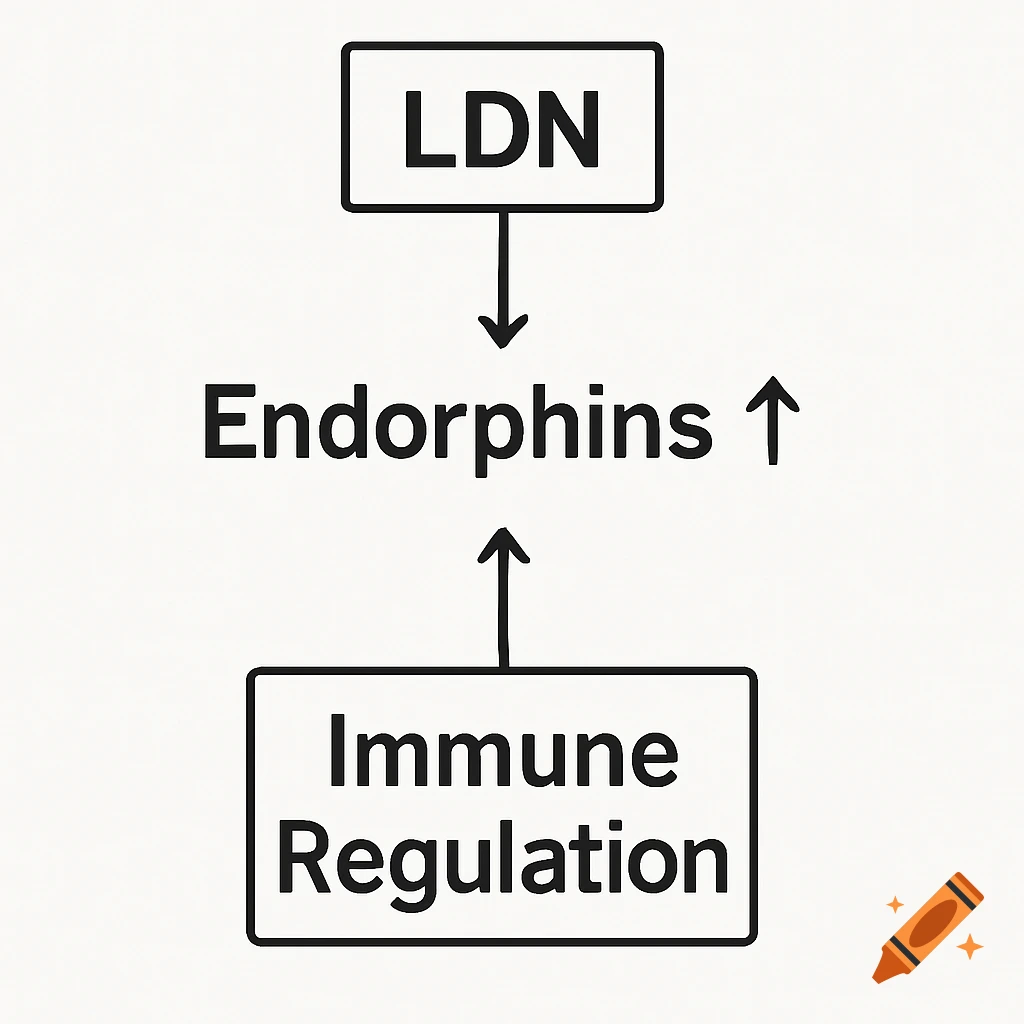 A simple diagram showing a process: LDN leads to Endorphins increase, which leads to Immune Regulation increase.