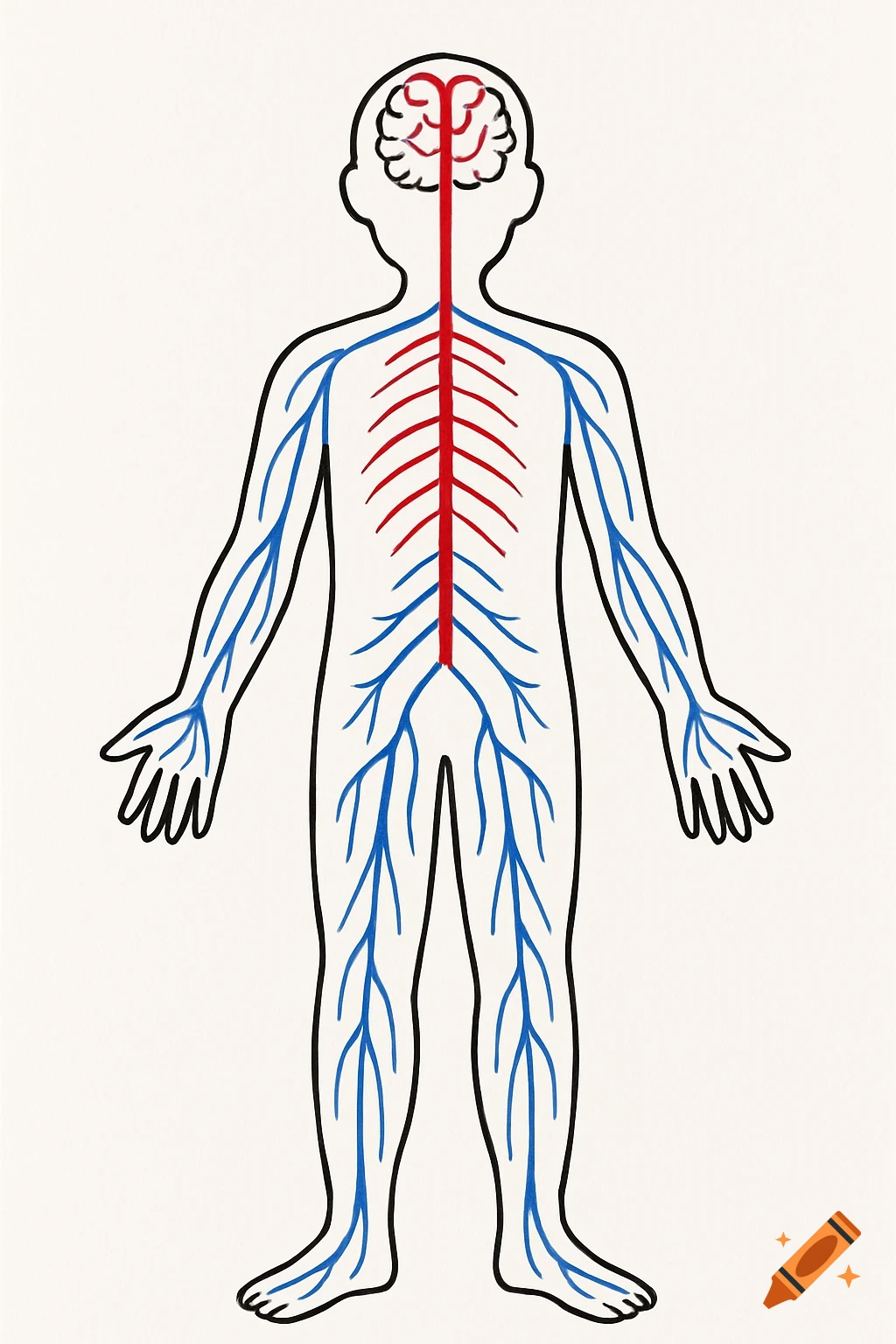 Simple line drawing diagram of the human nervous system with central system in red and peripheral in blue.
