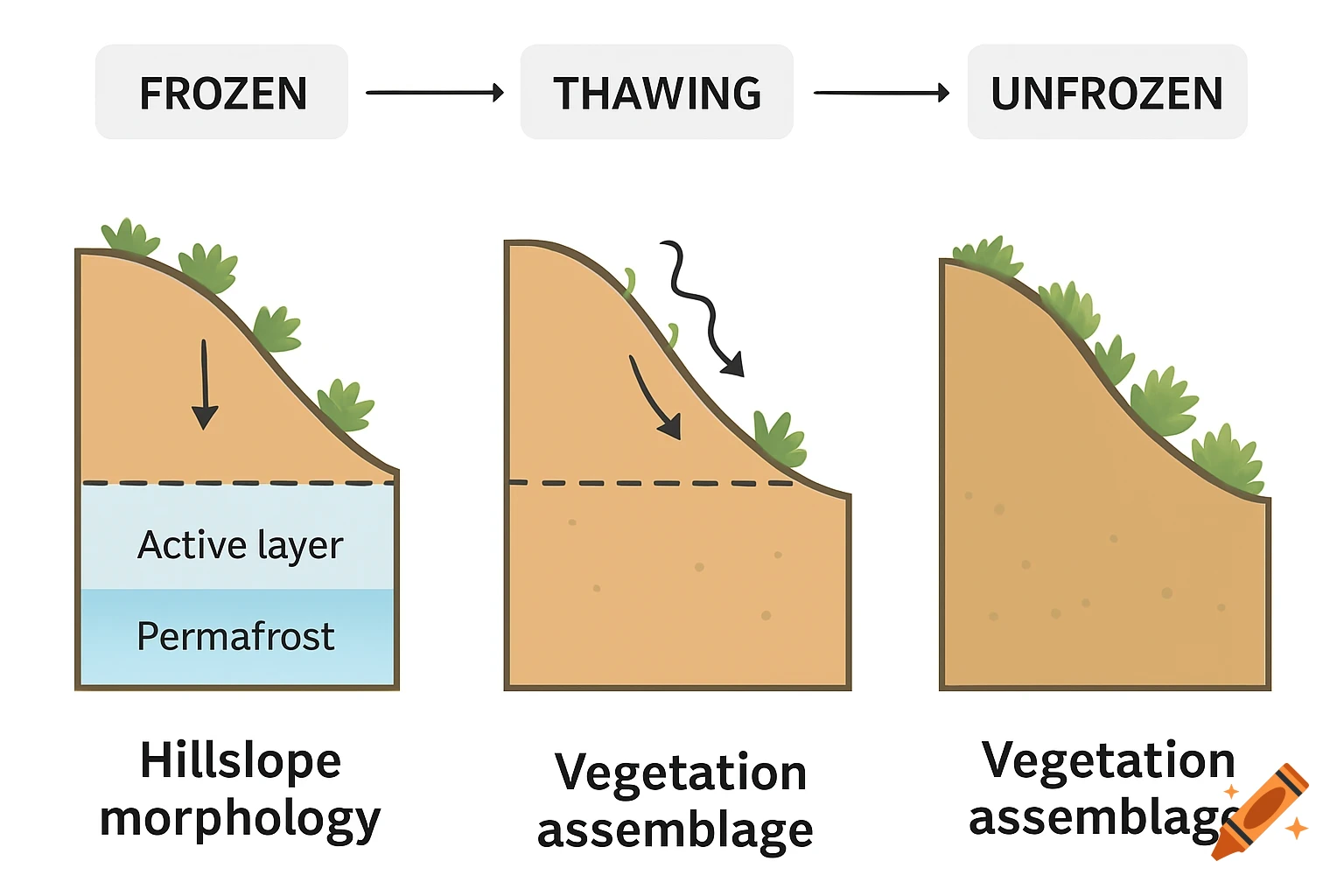 Diagram illustrating three stages of hillslope morphology and vegetation as soil transitions from frozen to unfrozen.