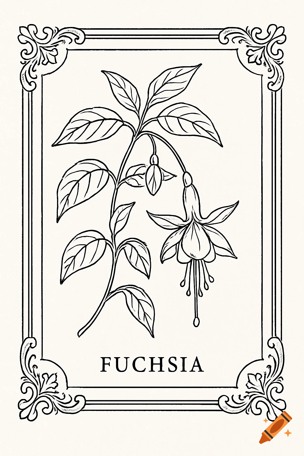 A black and white line drawing of a fuchsia flower in a decorative frame with the name 'FUCHSIA' below it.