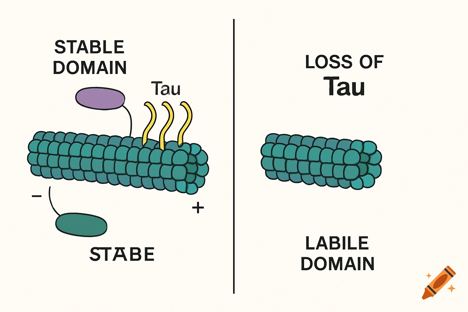 Diagram showing a microtubule with Tau binding to the labile domain, and loss of Tau shortening the domain.
