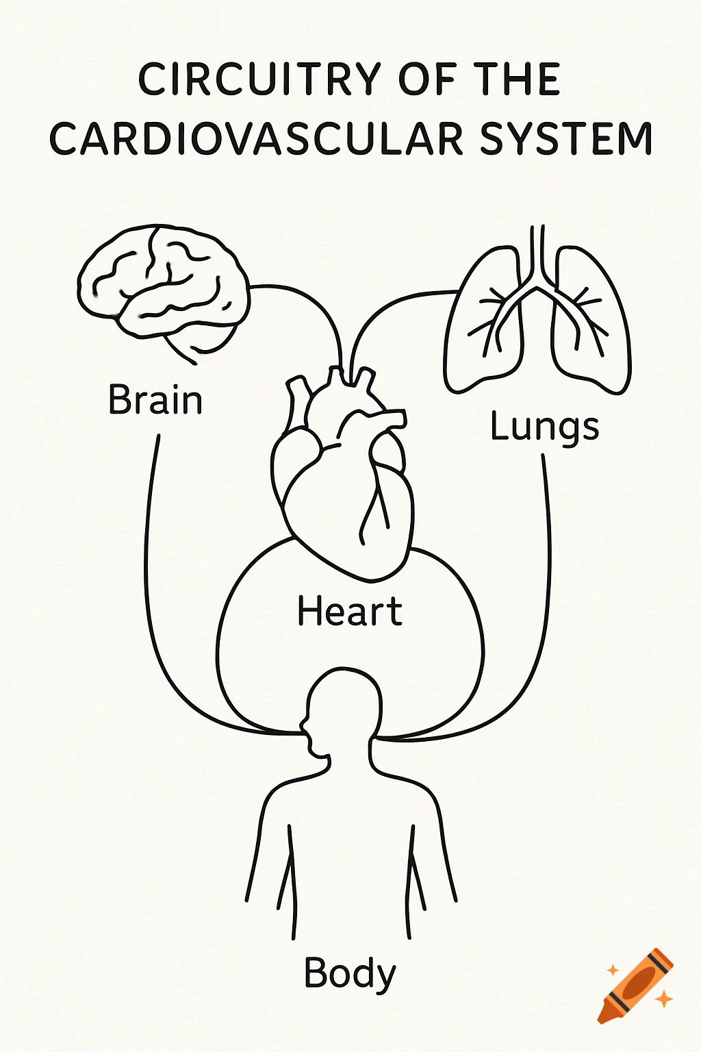 Simple line drawing diagram showing the circuitry connecting the brain, heart, lungs, and body.
