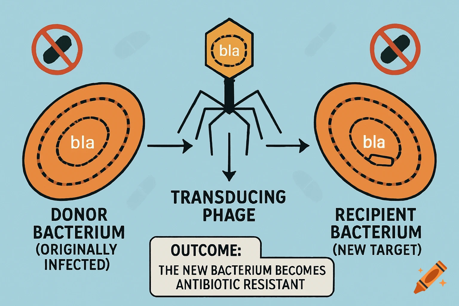 Diagram illustrating how a bacteriophage transfers an antibiotic resistance gene (bla) from a donor bacterium to a recipient bacterium, resulting in resistance. Illustrated style.
