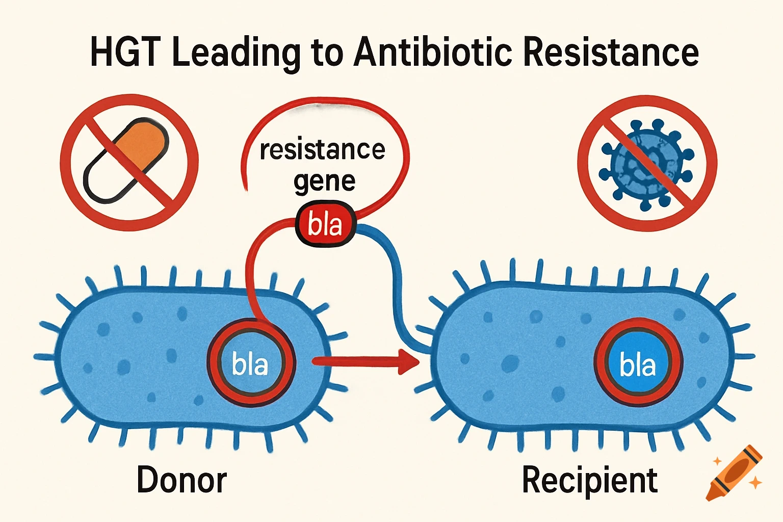 Diagram illustrating HGT leading to antibiotic resistance in bacteria, showing gene transfer.