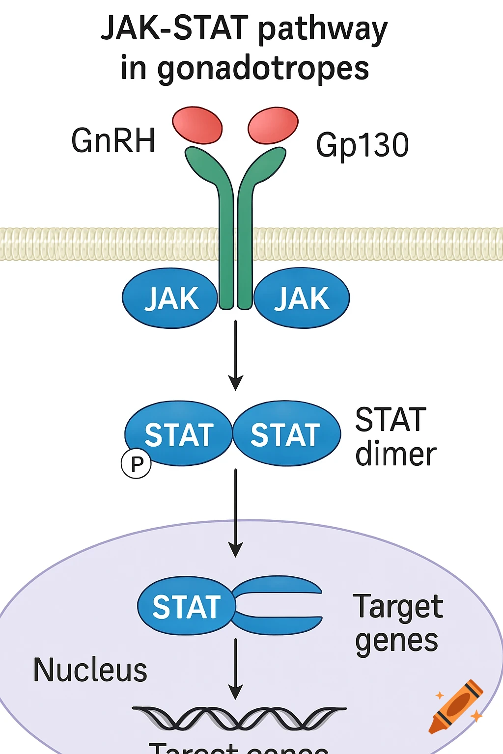 Diagram of the JAK-STAT pathway in gonadotropes.