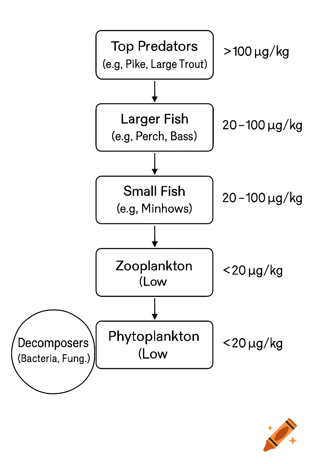 Diagram showing a food chain and mercury bioaccumulation, from phytoplankton/zooplankton up to top predators.