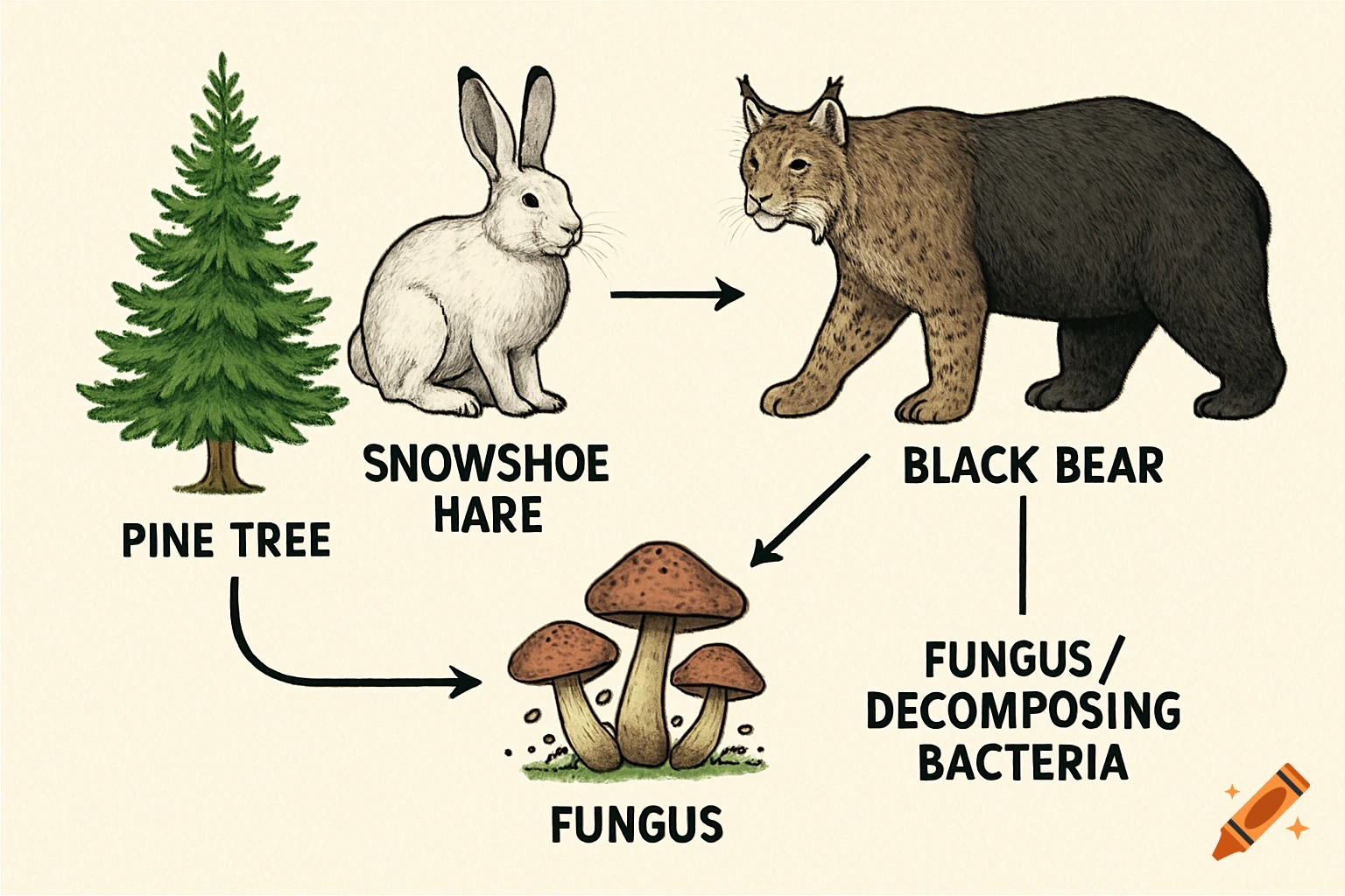 Diagram of a food chain with labeled animals and plants: Pine Tree, Snowshoe Hare, Black Bear, Fungus.
