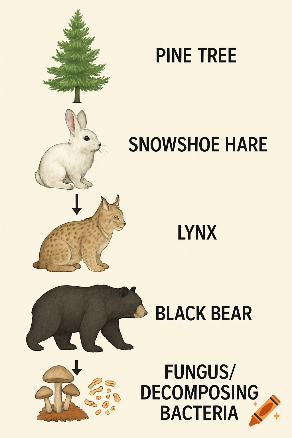 Diagram illustrating a food chain: Pine Tree to Snowshoe Hare to Lynx to Black Bear to Fungus/Decomposing Bacteria.