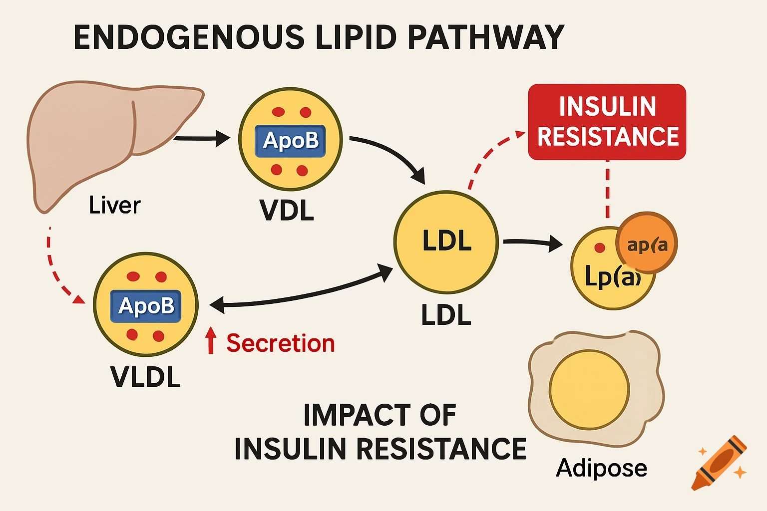Diagram illustrating the endogenous lipid pathway and the impact of insulin resistance.