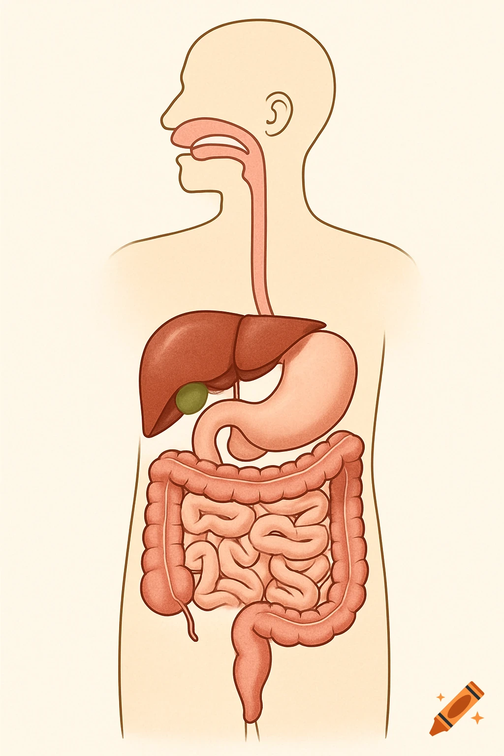 An illustration of the human digestive system including the esophagus, stomach, intestines, liver, and gallbladder.