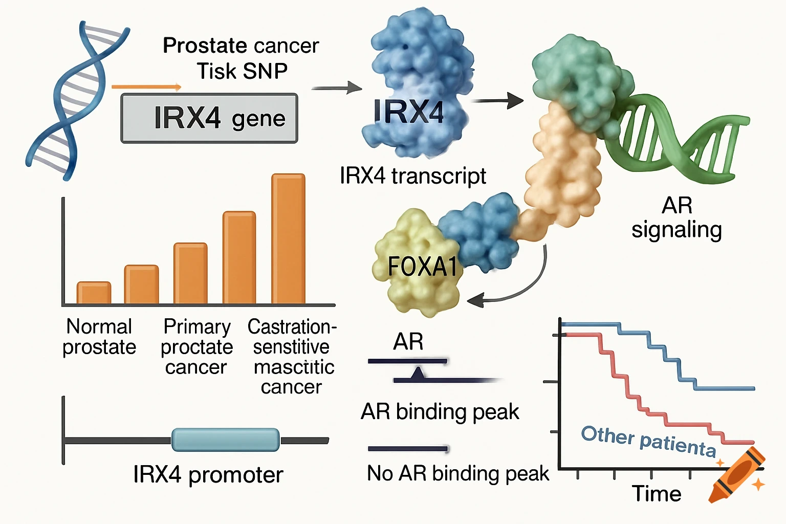 Scientific diagram showing IRX4 gene's role in prostate cancer with graphs and molecular structures.