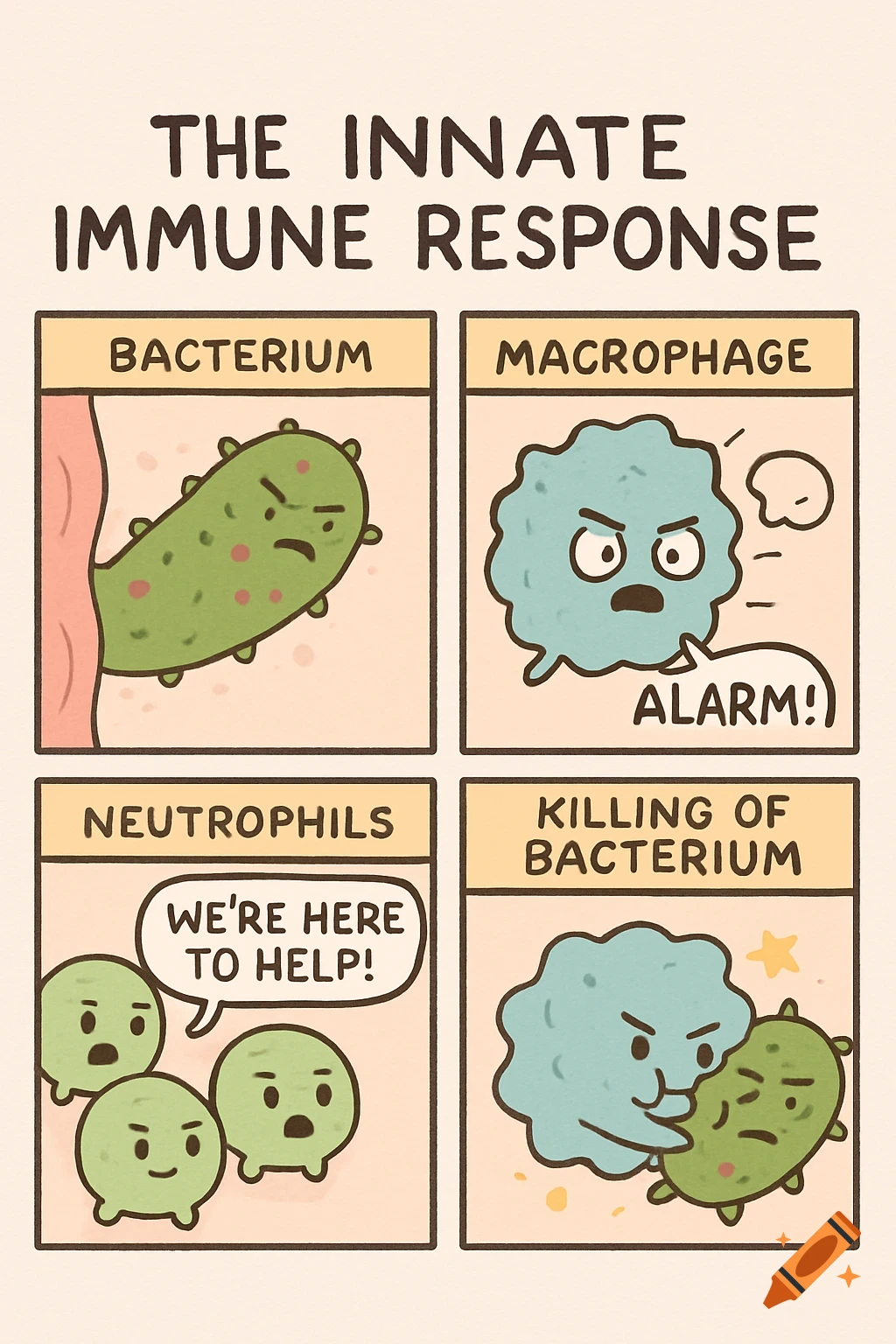 A cartoon comic strip explaining the innate immune response with animated bacteria and immune cells.