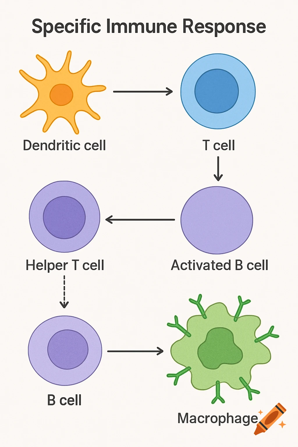 Diagram of the specific immune response showing dendritic cell, T cell, Helper T cell, Activated B cell, B cell, and Macrophage.