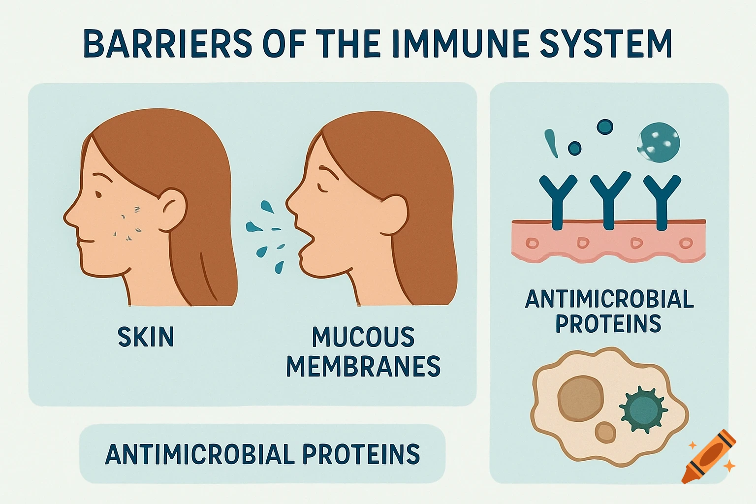 Illustration of immune system barriers showing skin, mucous membranes, antimicrobial proteins, and a phagocyte.