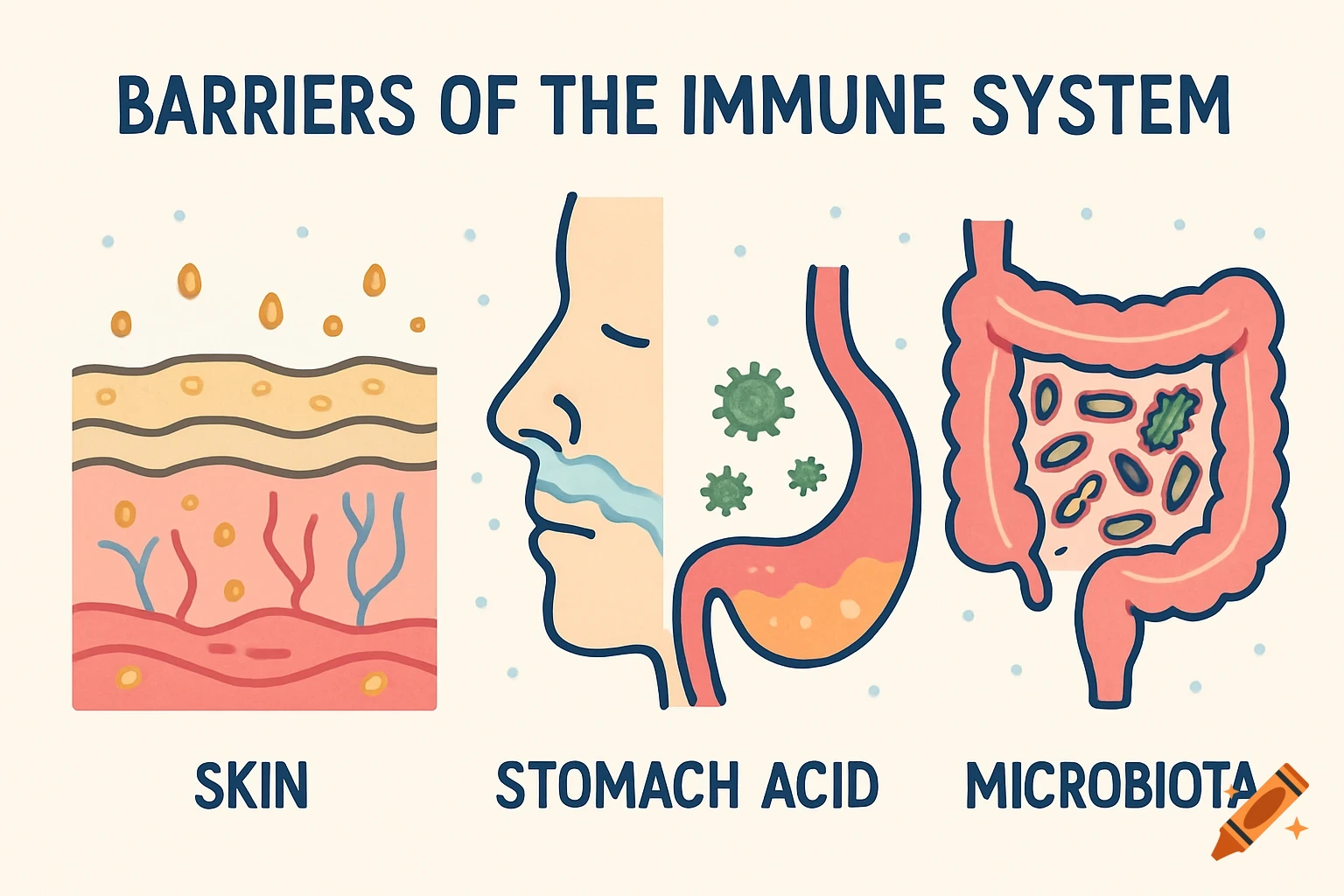 Illustration showing diagrams of the skin, stomach acid, and gut microbiota as barriers of the immune system.
