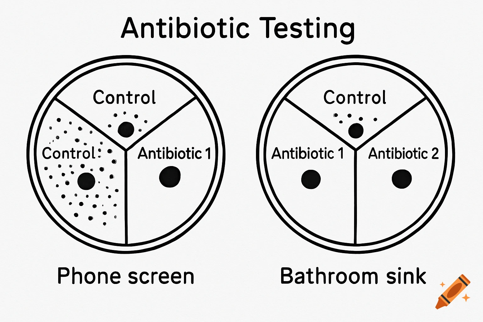 A diagram shows two Petri dishes divided into sections labeled Control, Antibiotic 1, and Antibiotic 2, demonstrating bacteria growth inhibition. One dish is labeled 'Phone screen', the other 'Bathroom sink'.