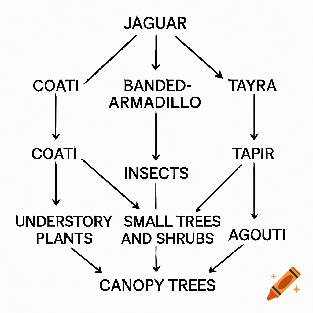 A food web diagram showing relationships between animals and plants like jaguar, coati, banded armadillo, tapir, agouti, insects, understory plants, shrubs, and trees.