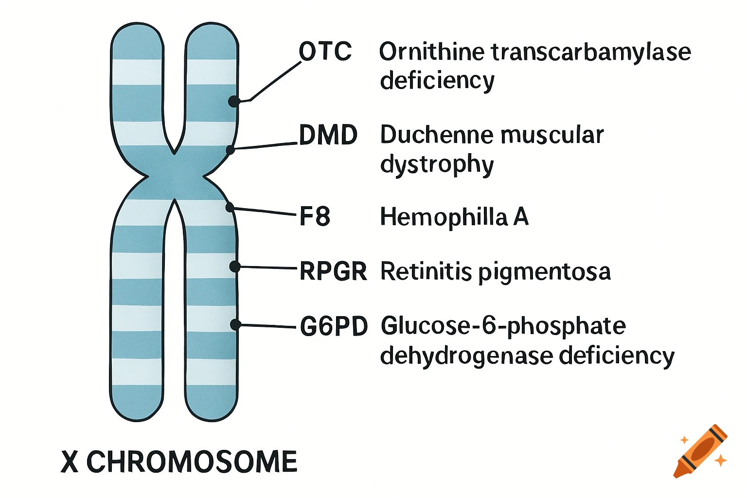 Diagram of an X chromosome with labels for disease-related genes like DMD, Hemophilia A, and Retinitis pigmentosa.