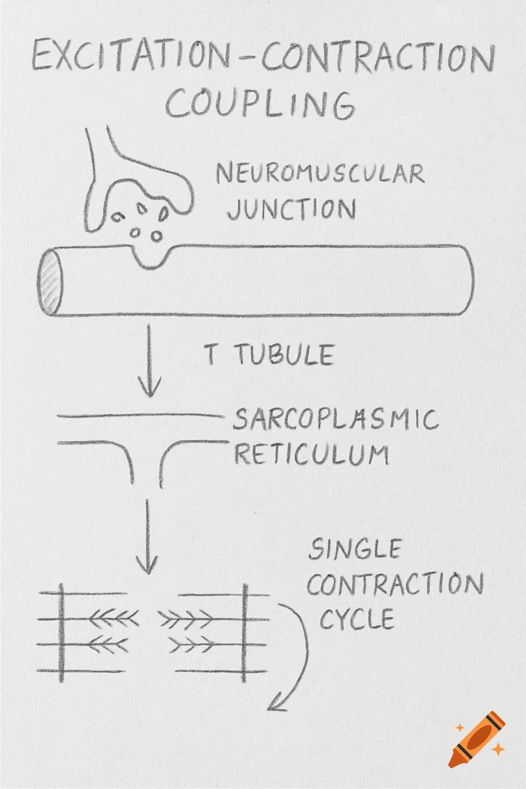 A hand-drawn pencil diagram illustrates excitation-contraction coupling, showing a neuromuscular junction, T tubule, sarcoplasmic reticulum, and a single contraction cycle.
