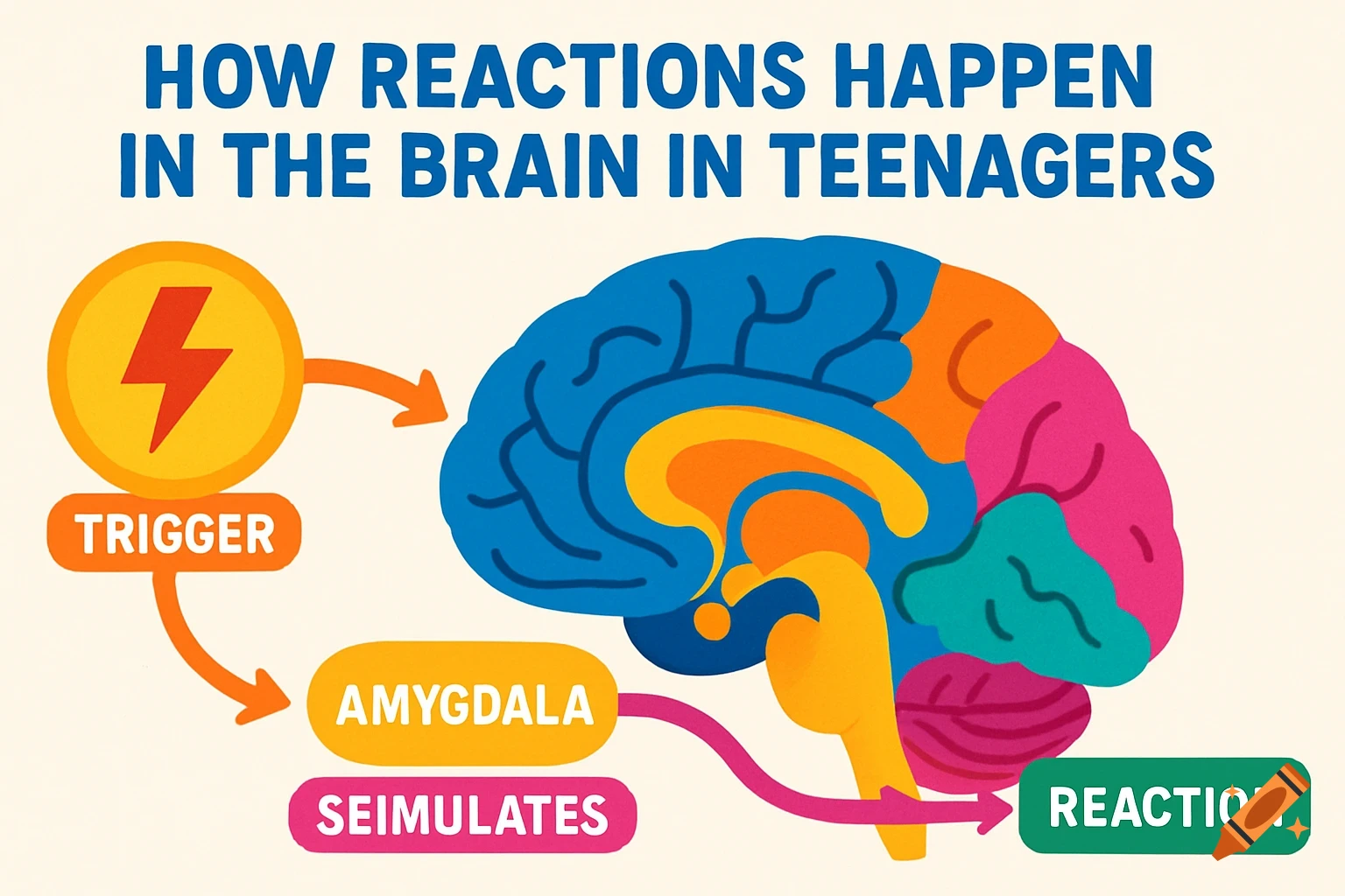 A colorful diagram illustrating how reactions happen in the brain in teenagers, showing a trigger leading to the amygdala, which stimulates a reaction.