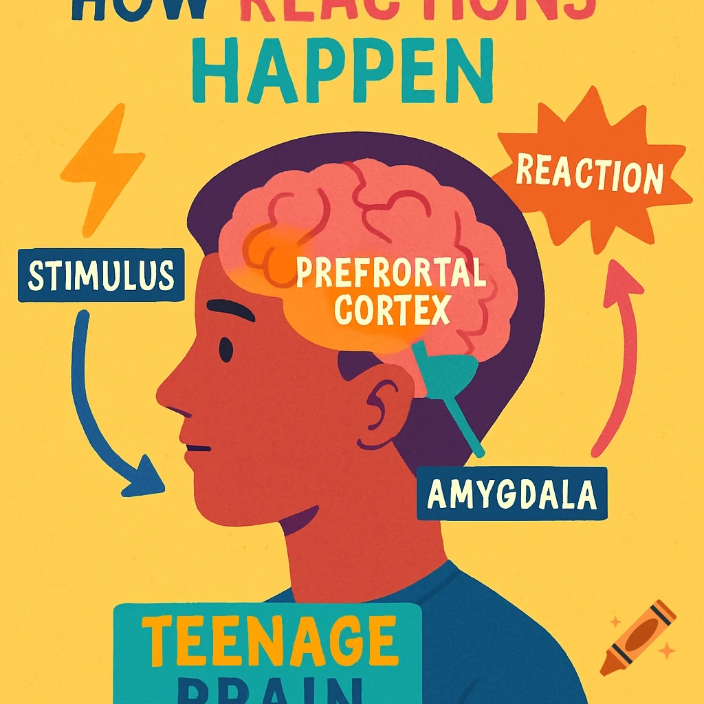 A colorful diagram showing how reactions happen in the teenage brain, labeling the stimulus, prefrontal cortex, amygdala, and reaction.