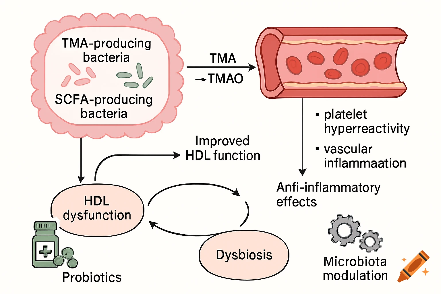 Diagram showing the interplay between gut microbiota and cardiovascular disease, illustrating pathways involving TMA, TMAO, HDL dysfunction, dysbiosis, and interventions like probiotics.