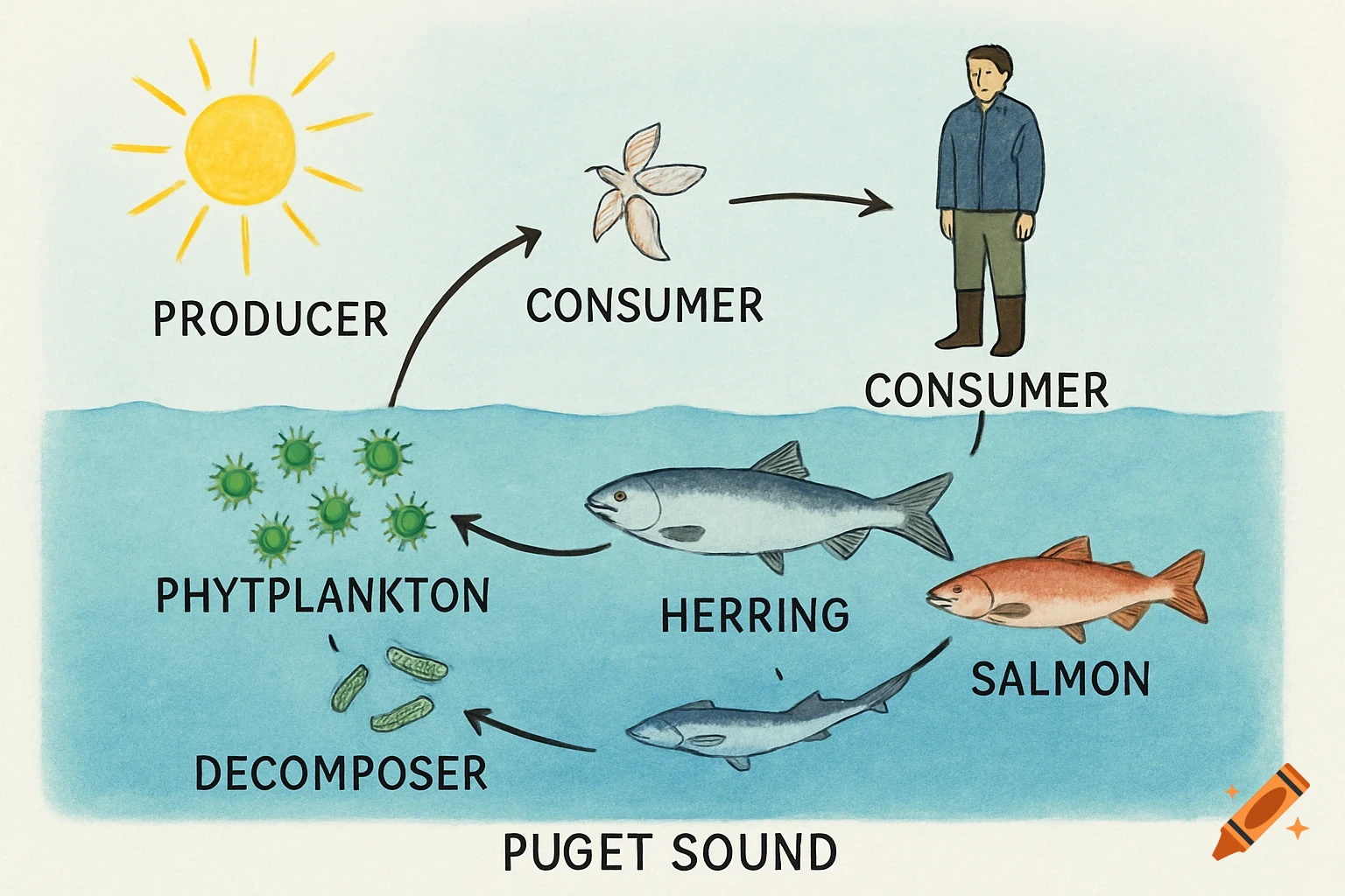 An illustrated diagram of a Puget Sound food chain, showing the sun as a producer, phytoplankton, herring, salmon, a pteropod, a human, and decomposers.
