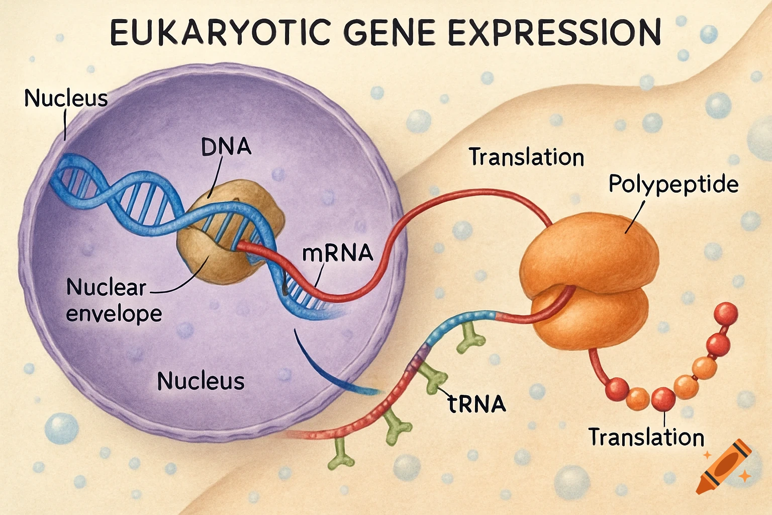 A detailed scientific illustration of eukaryotic gene expression showing transcription in the nucleus and translation in the cytoplasm.