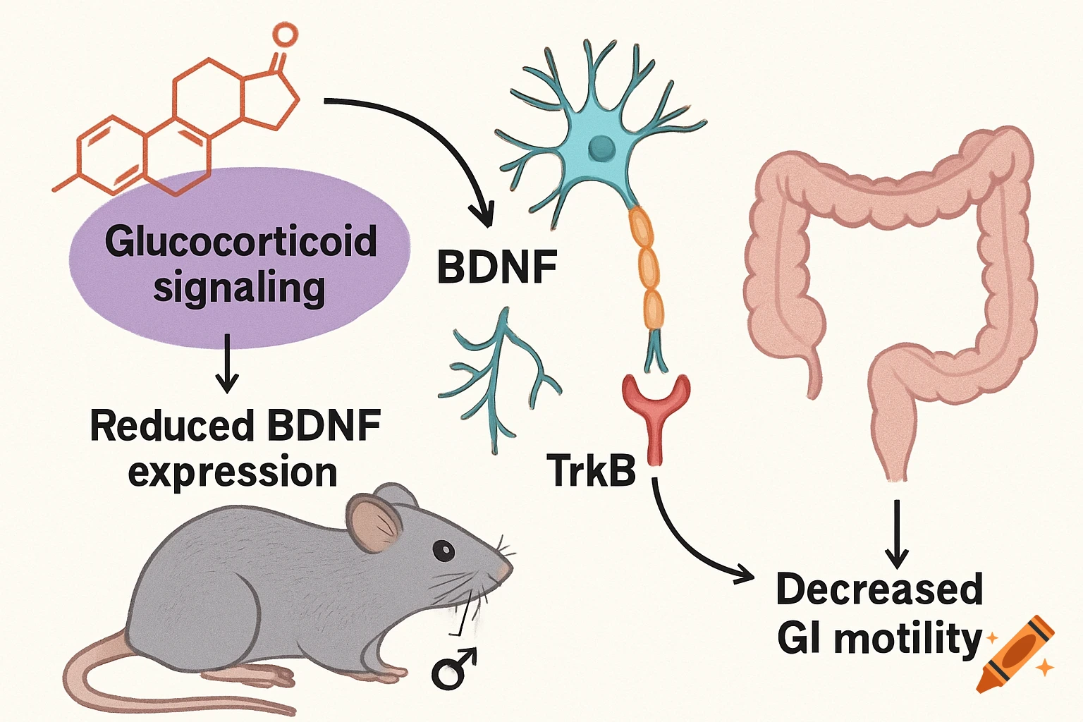 A scientific diagram shows glucocorticoid signaling affecting BDNF/TrkB in a neuron, leading to decreased GI motility in a mouse.