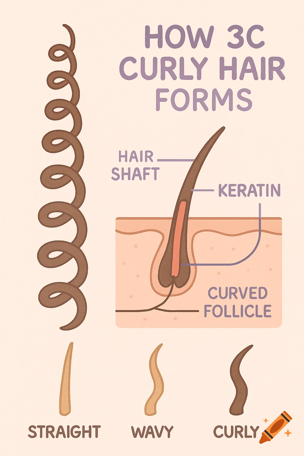 Educational diagram on 3C curly hair formation. Shows hair shaft, keratin, curved follicle, and compares straight, wavy, and curly hair.