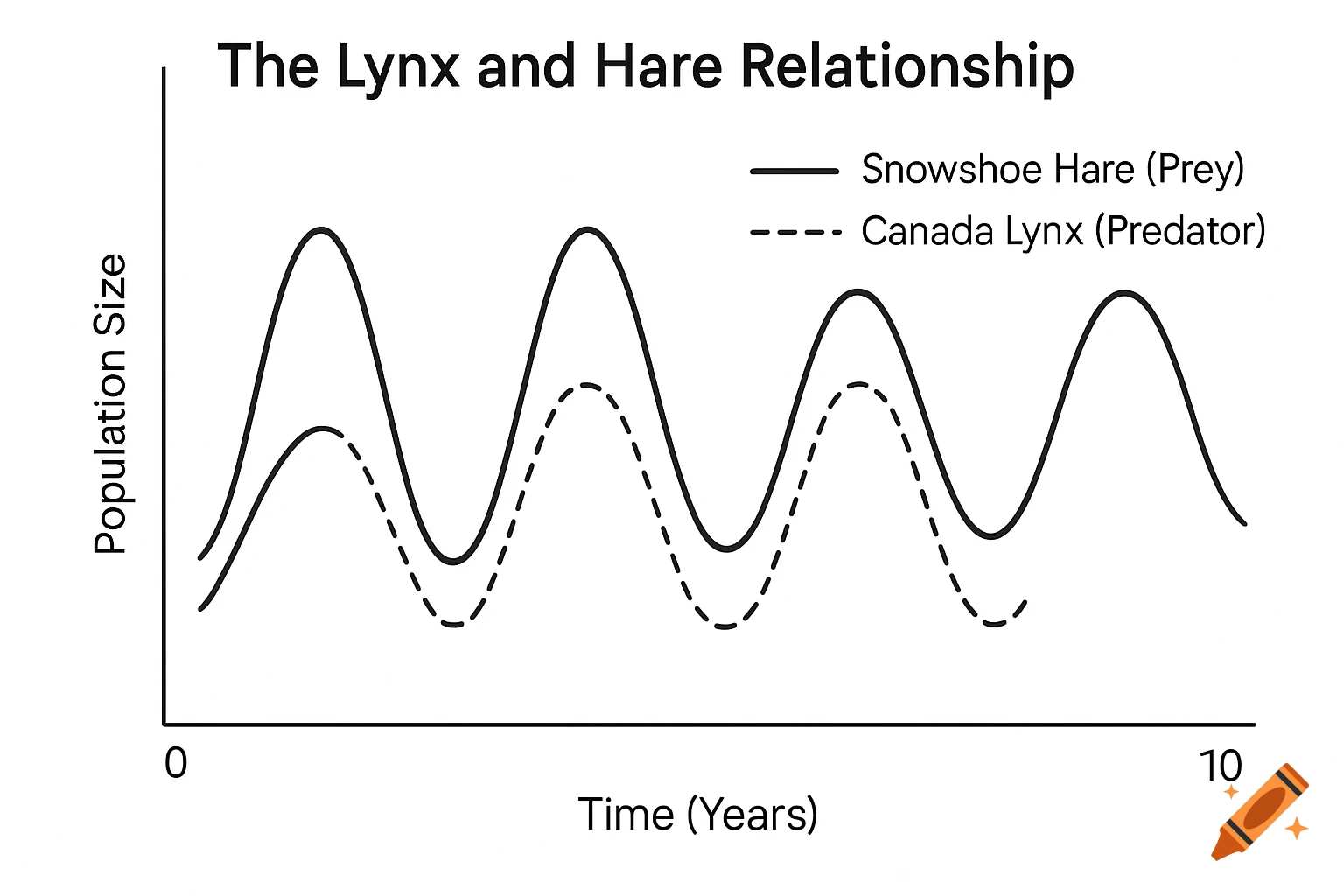 A black and white line graph showing the oscillating population sizes of snowshoe hares (prey) and Canada lynx (predator) over 10 years.