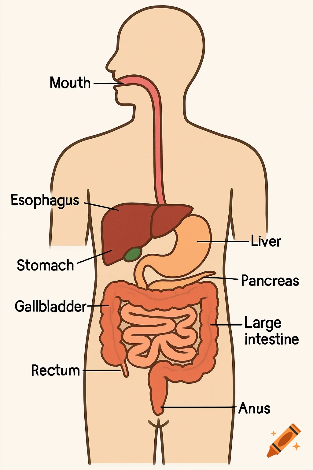 An anatomical diagram illustrating the human digestive system, labeling organs like the mouth, esophagus, stomach, liver, and intestines.