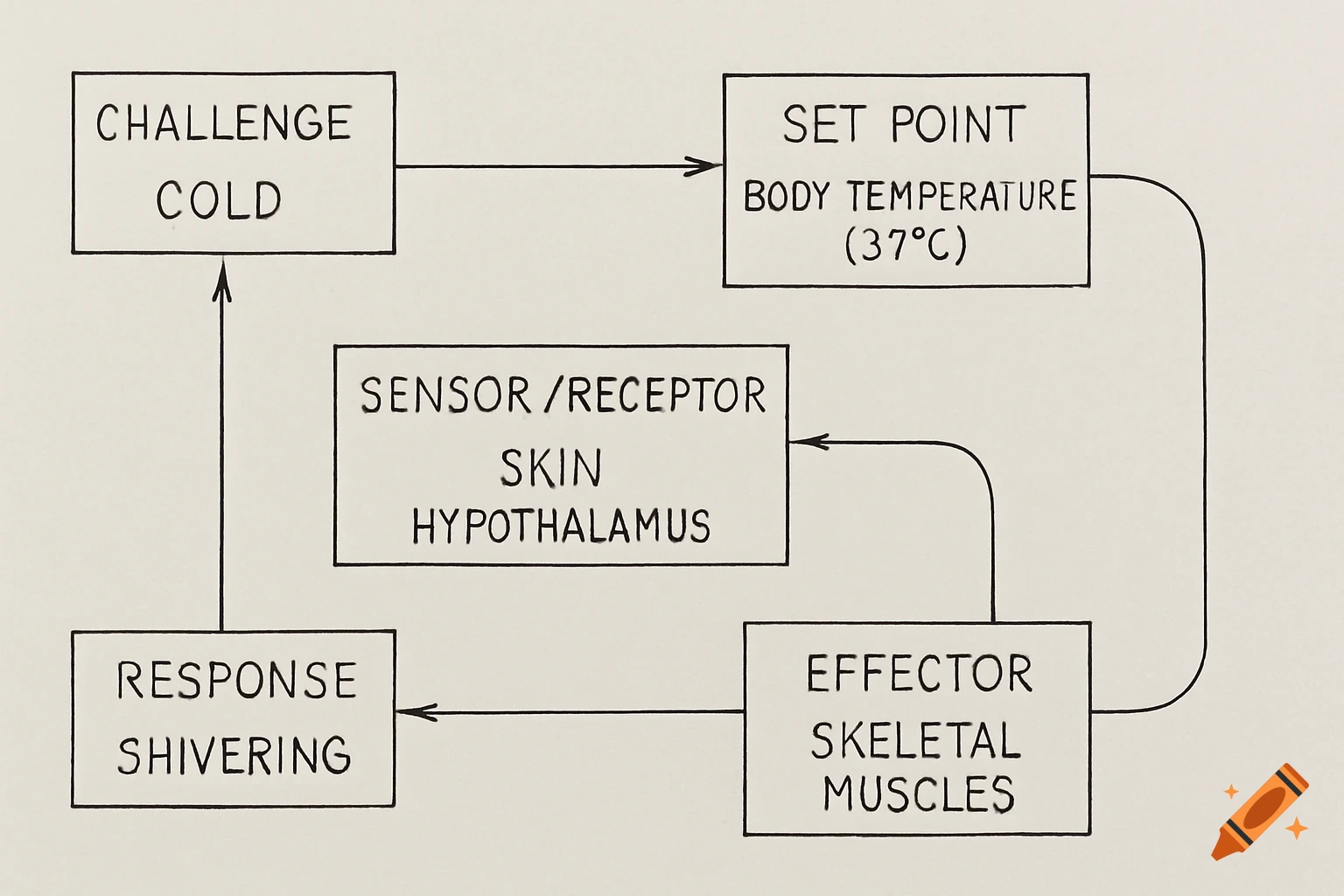 A diagram illustrating the homeostatic control system for body temperature regulation in response to cold.