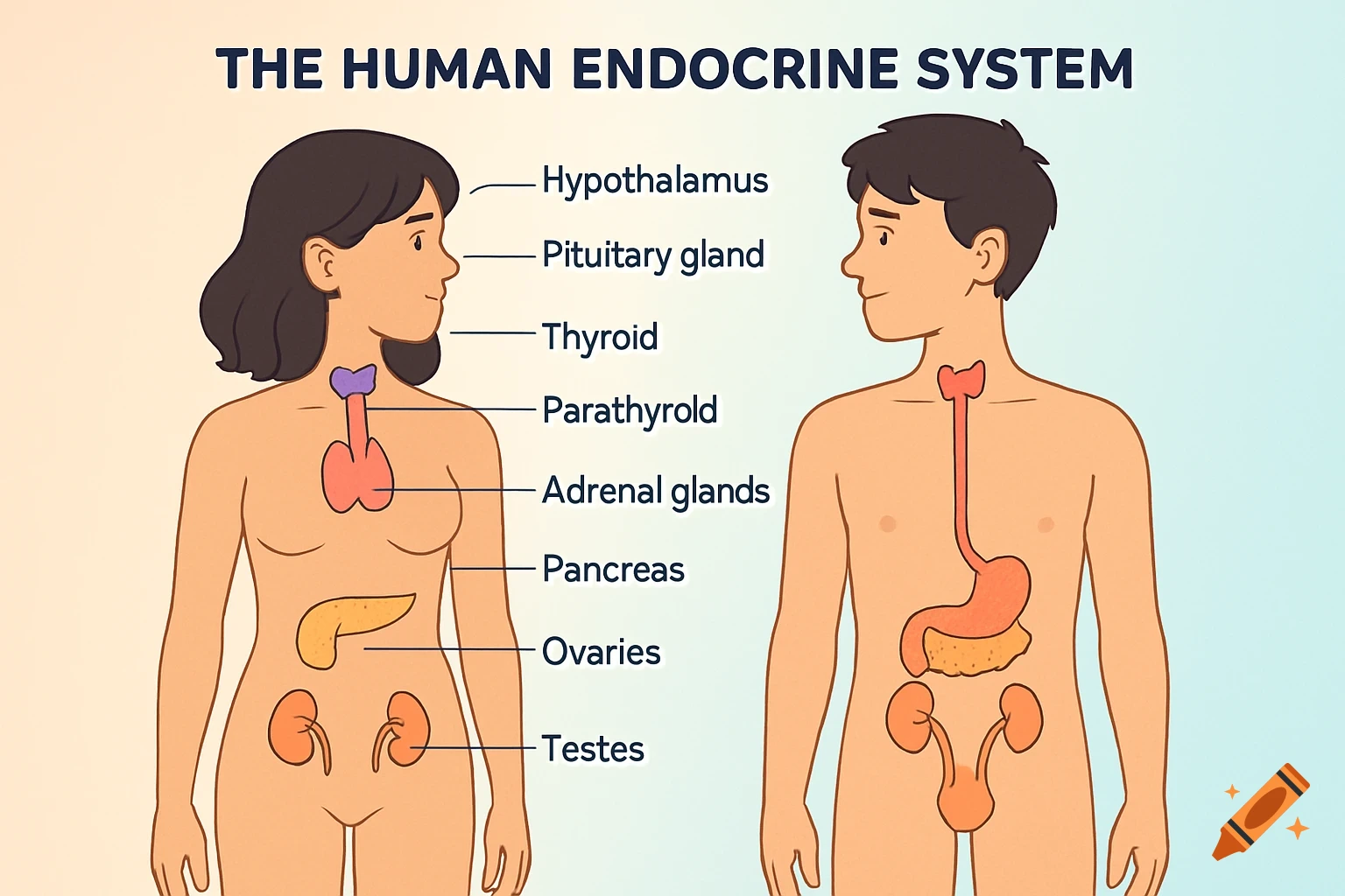 A labeled diagram illustrating the human endocrine system in both male and female figures.