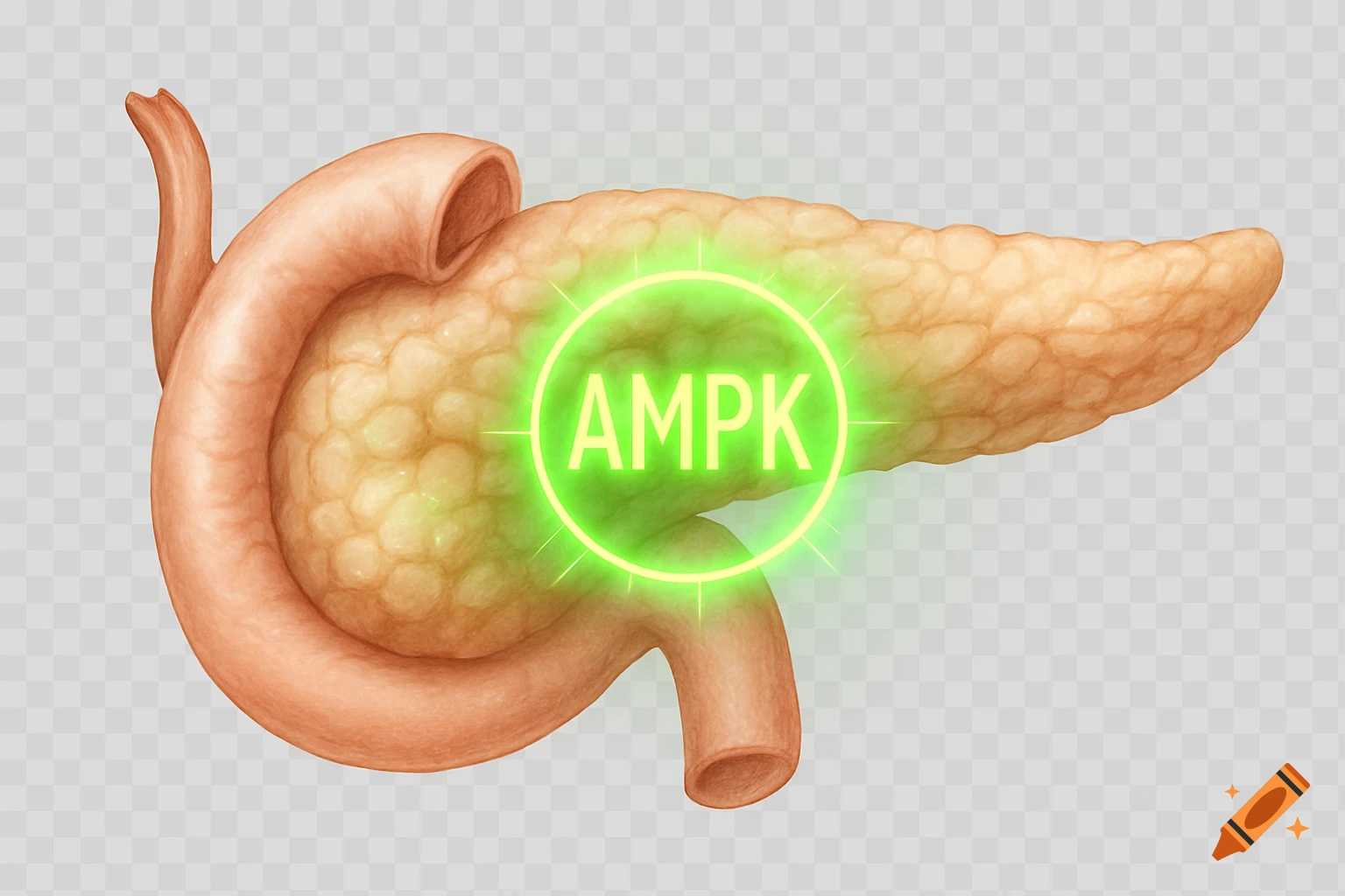 An illustration of a human pancreas with a glowing green circle containing the text 'AMPK' on its surface, set against a transparent background.