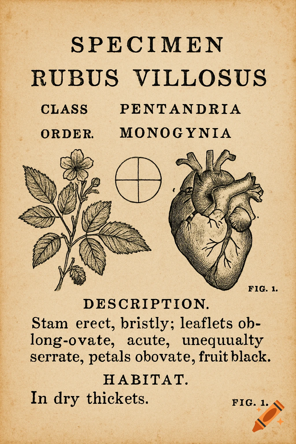 A vintage scientific illustration on aged paper, featuring a plant with leaves and a flower, a target symbol, and an anatomical human heart, with descriptive text.