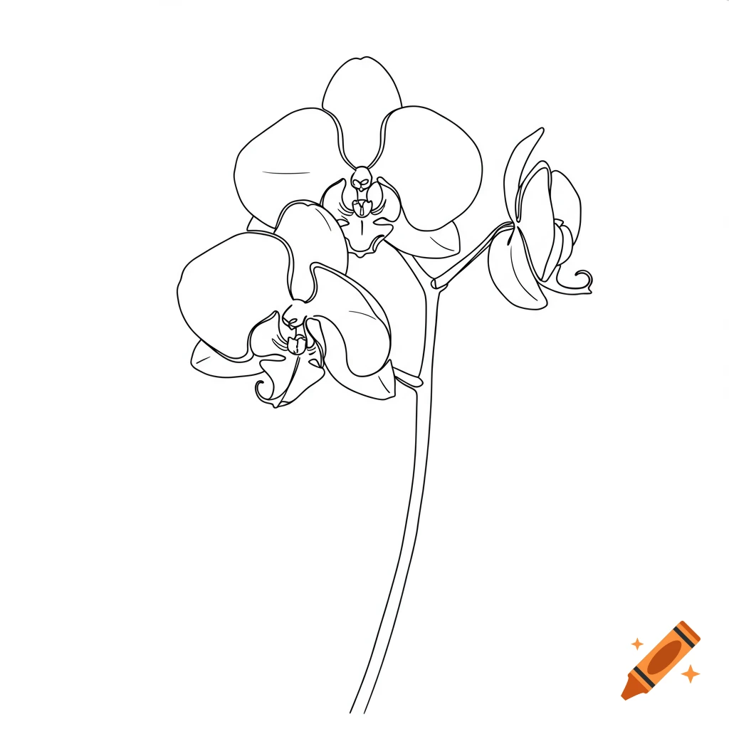 A minimalist line art drawing of an orchid with multiple blooms on a stem.