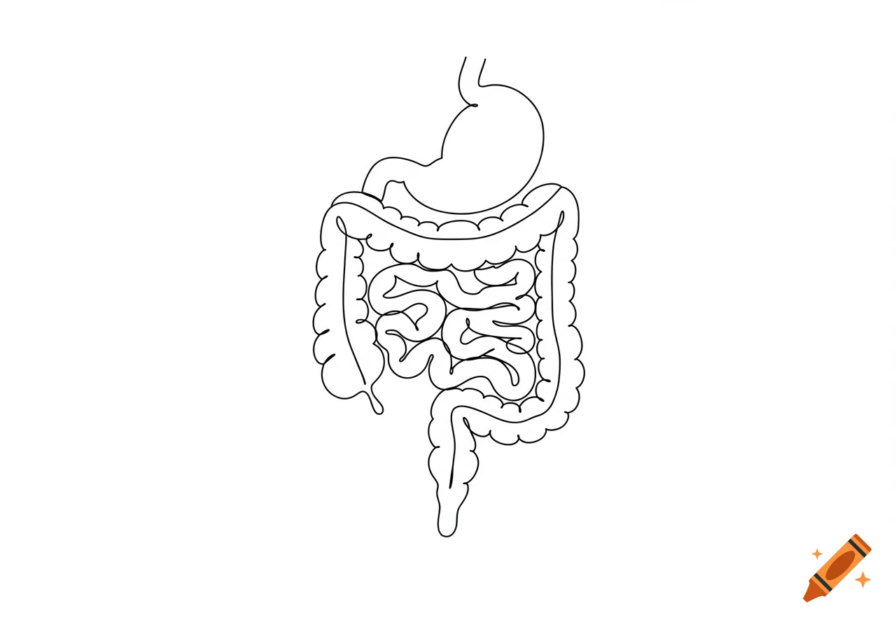A black and white line drawing of the human digestive system, showing the stomach and intestines.