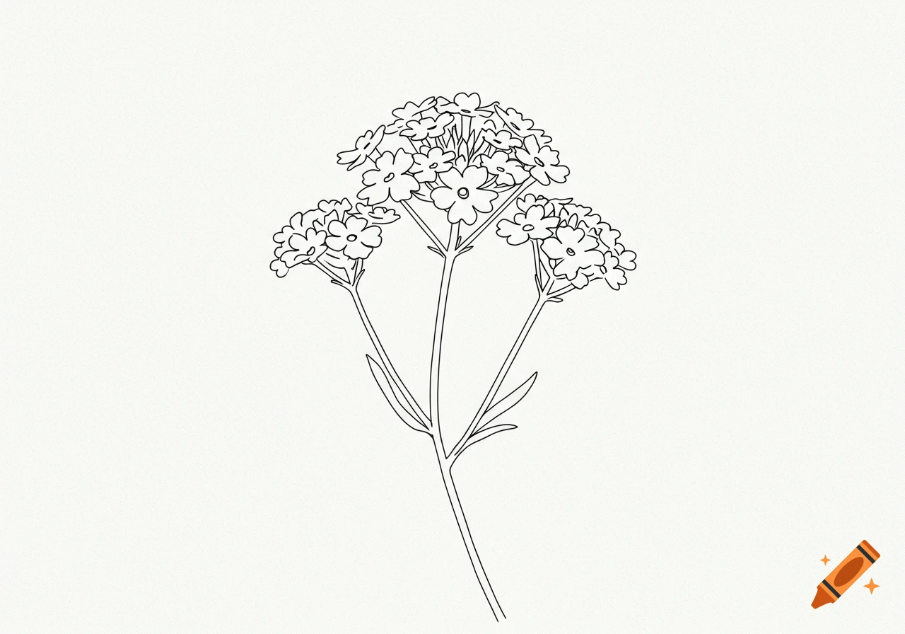 Black line drawing of a verbena plant with multiple clusters of small flowers on a white background.