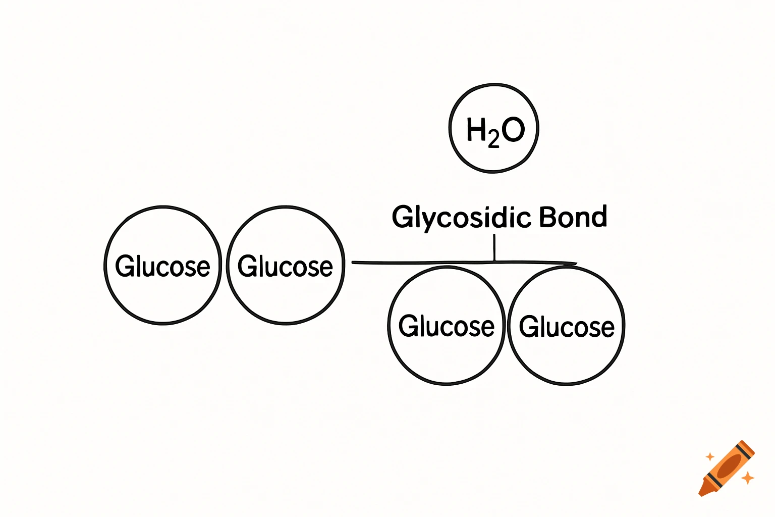 A simple 2D educational diagram shows four circles labeled 'Glucose'. Two are joined by a line labeled 'Glycosidic Bond', with an 'H₂O' molecule above.