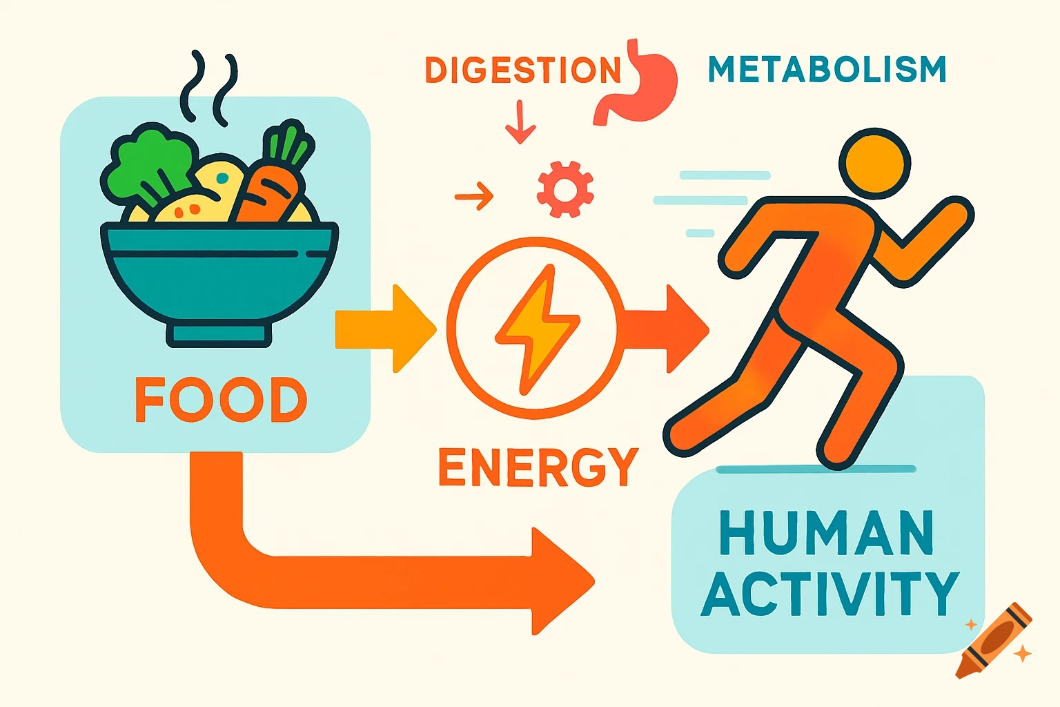 Colorful infographic illustrating the conversion of food into energy for human activity, featuring icons for food, digestion, metabolism, energy, and a running person.