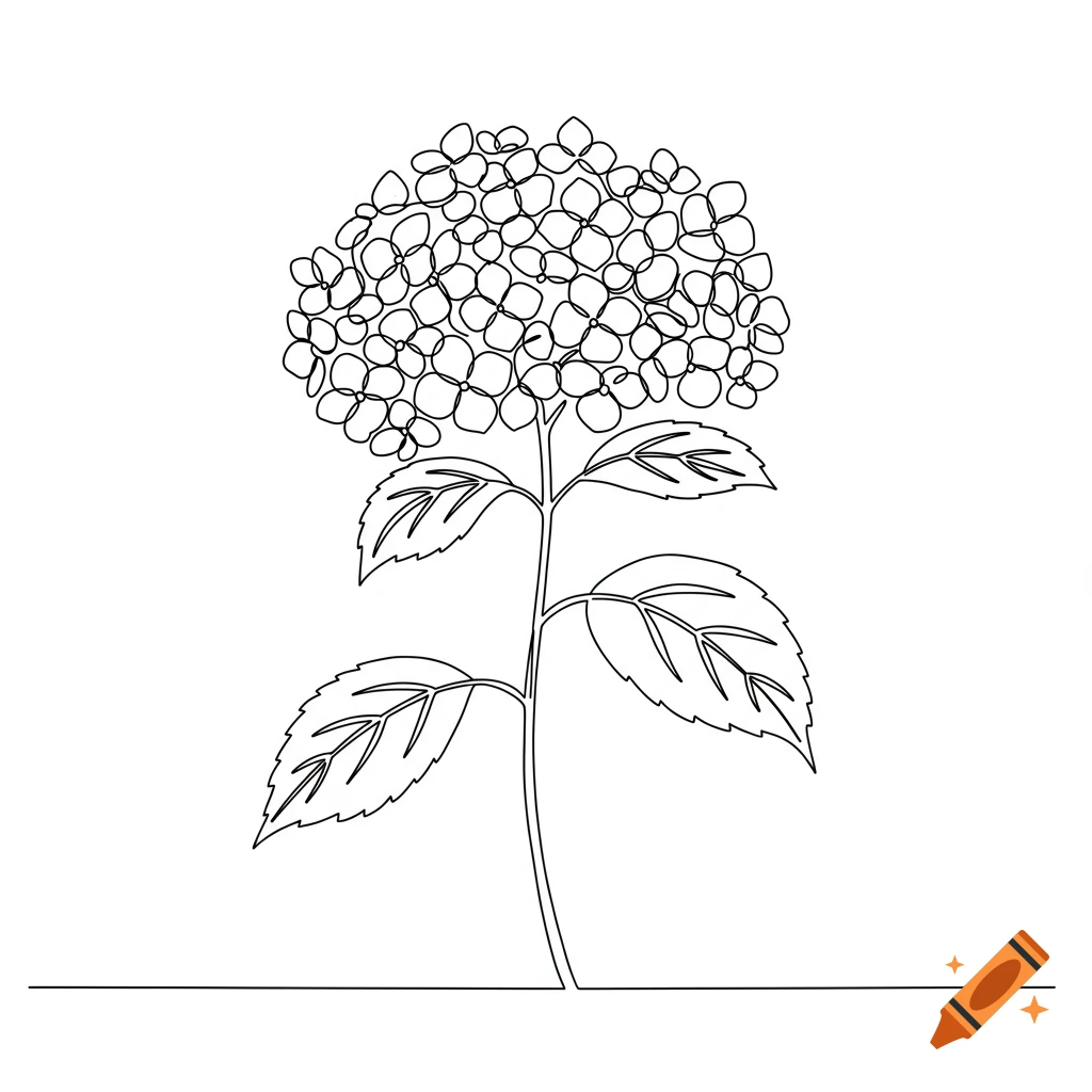 One-line drawing of a hydrangea flower with leaves on a white background.