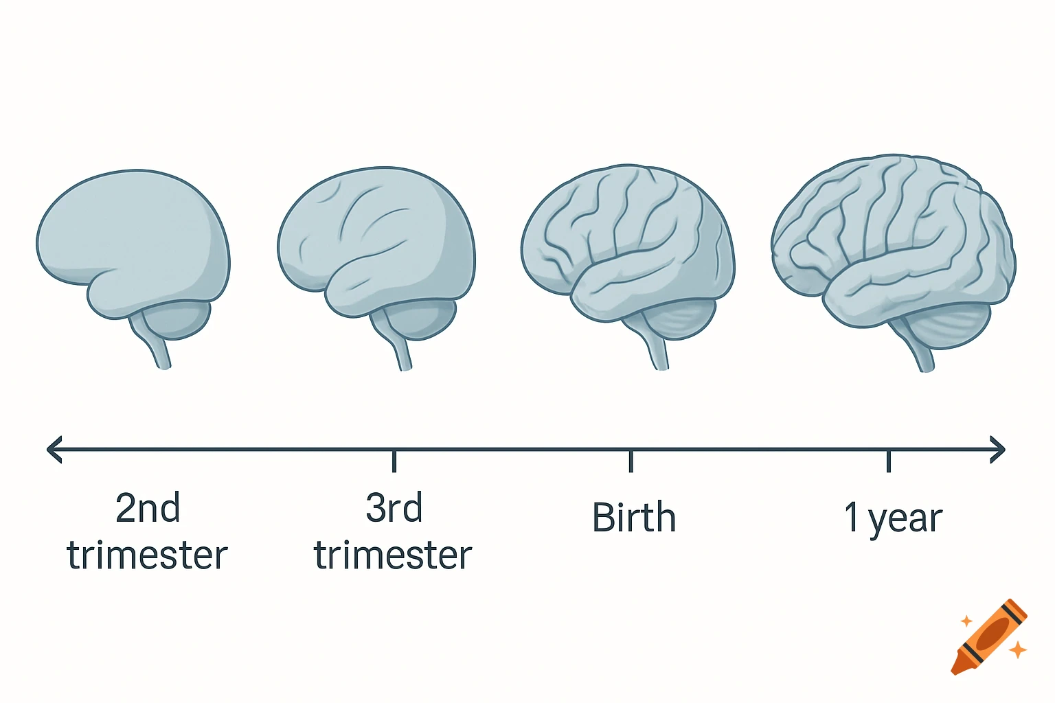 A 2D scientific schematic illustrating human brain development with four stages from 2nd trimester to 1 year after birth.
