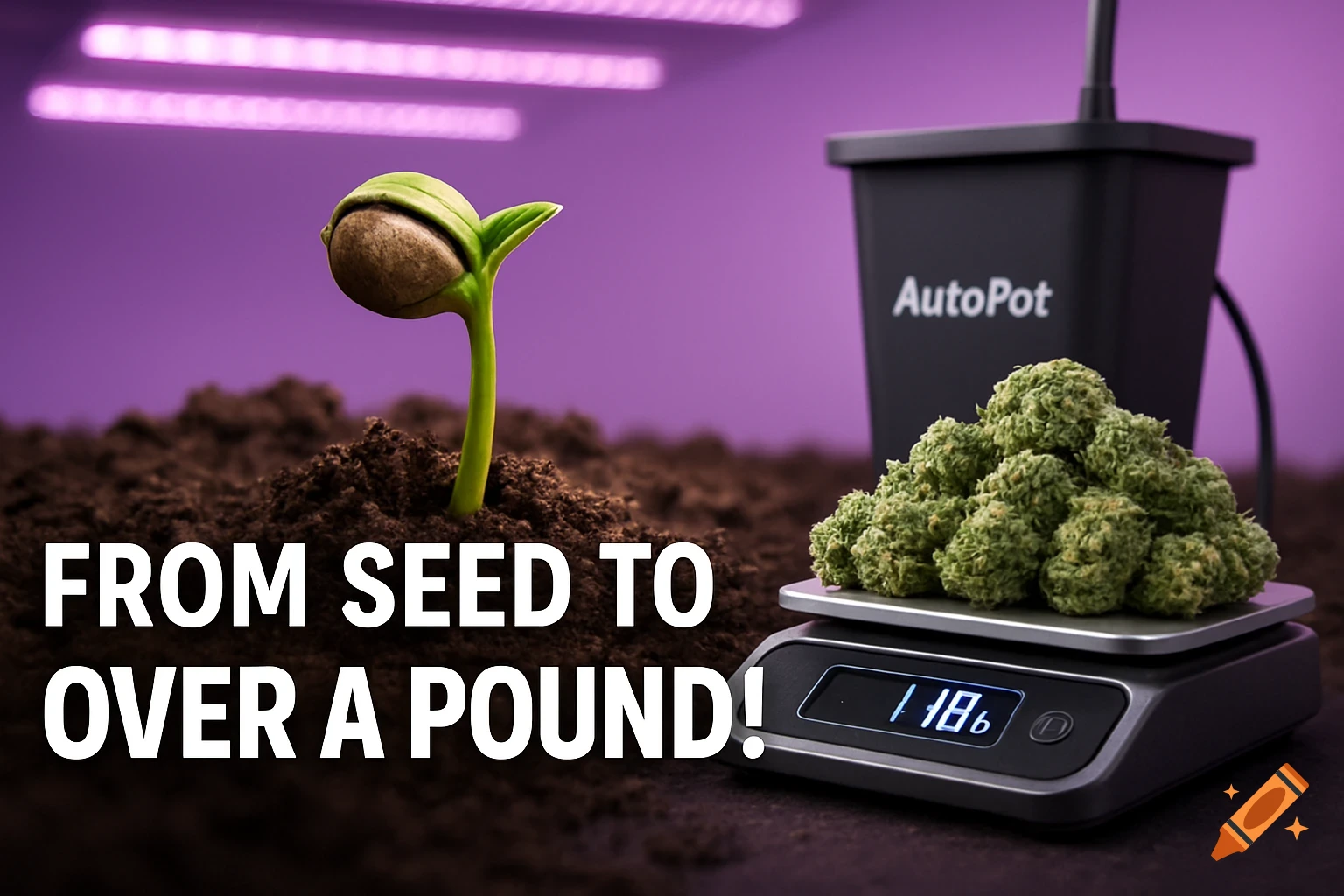 A cannabis sprout, buds on a scale displaying 1.18, and an AutoPot system under LED lights. Text: 'From Seed to Over a Pound!'.