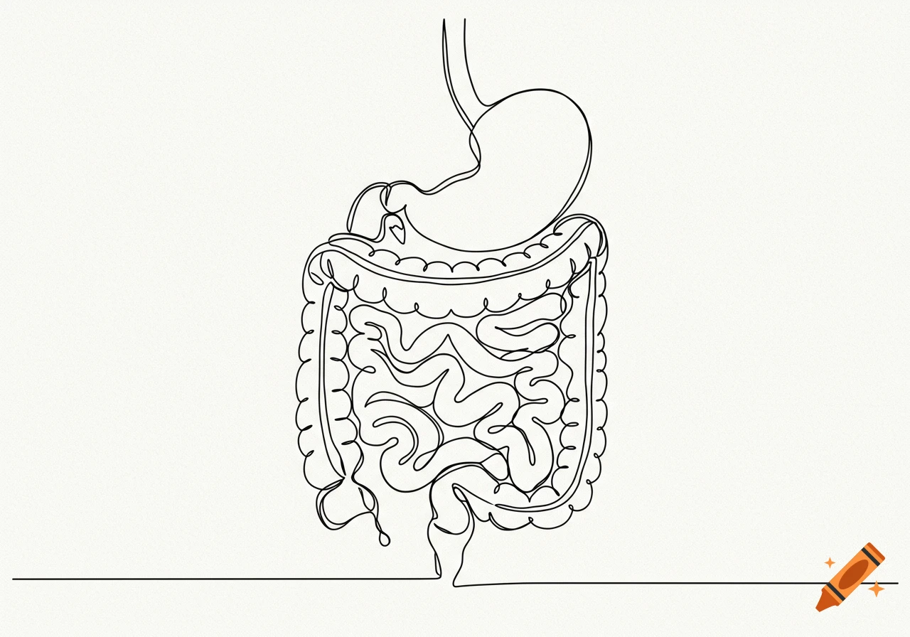 Elegant single-line drawing of the human digestive system, showing the stomach and intestines.