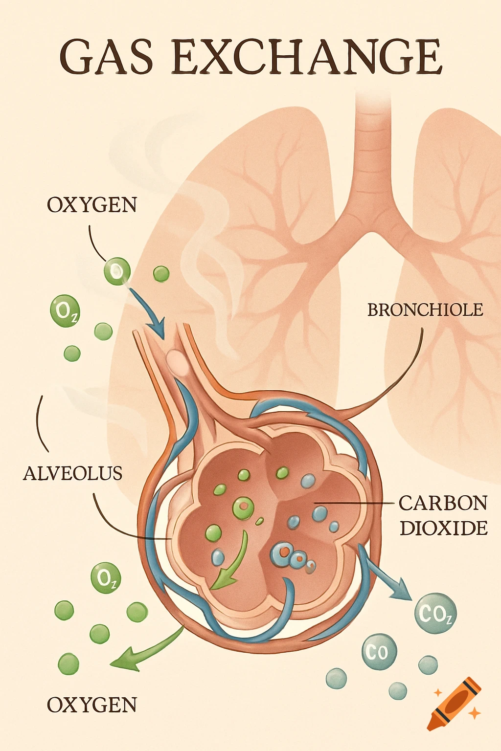 An anatomical diagram illustrating gas exchange in the human lung, showing oxygen entering and carbon dioxide leaving the alveolus.