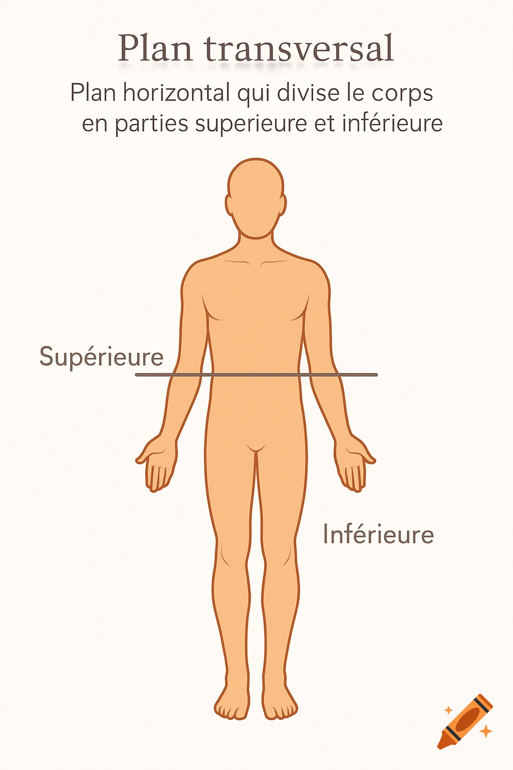 Anatomy diagram showing a human figure with a horizontal line marking the transversal plane, labeled 'Supérieure' and 'Inférieure', with a title and legend.
