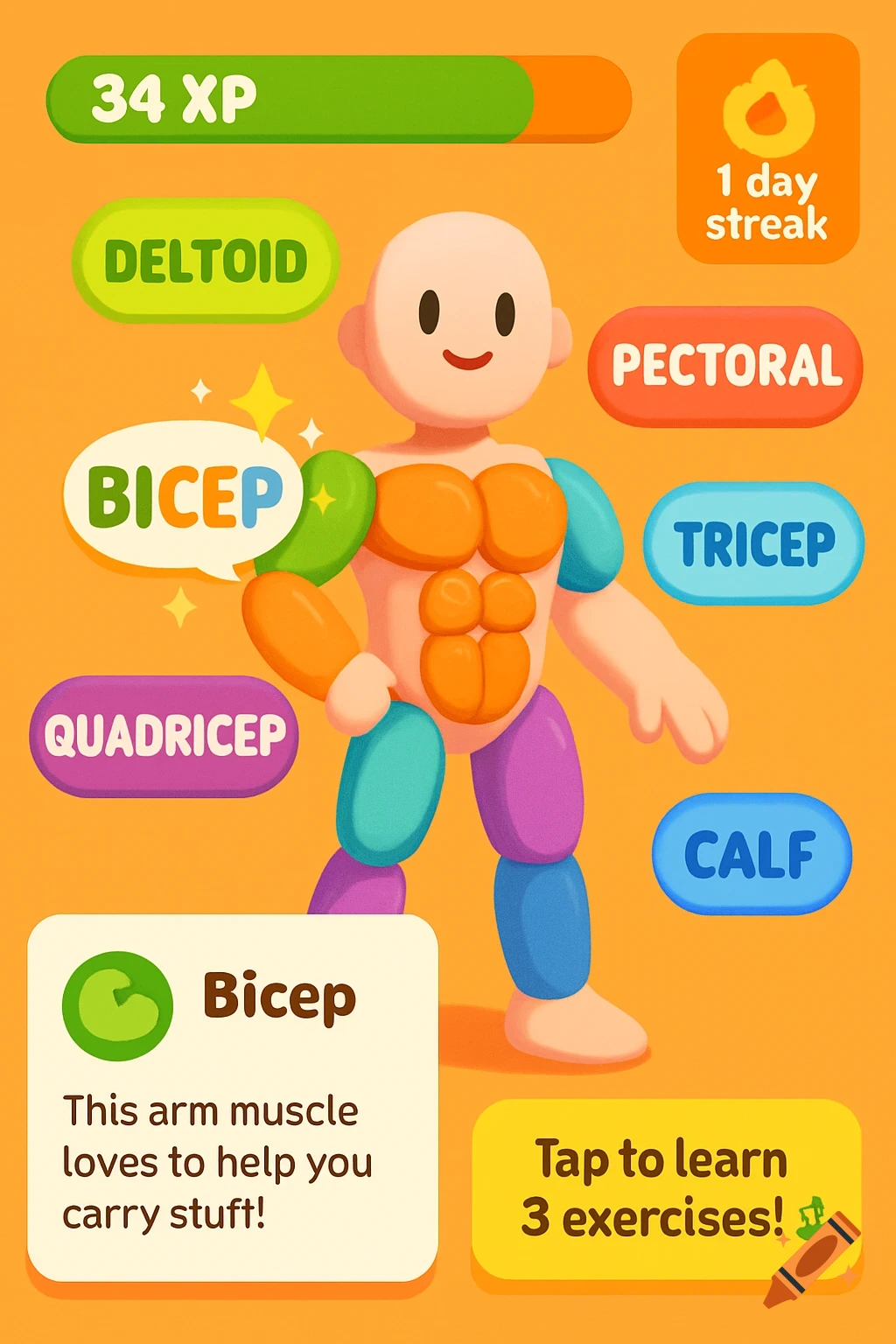 A colorful, playful, gamified anatomy illustration of a cartoon character with muscles like biceps and pectorals labeled, featuring XP, a streak, and a description card.