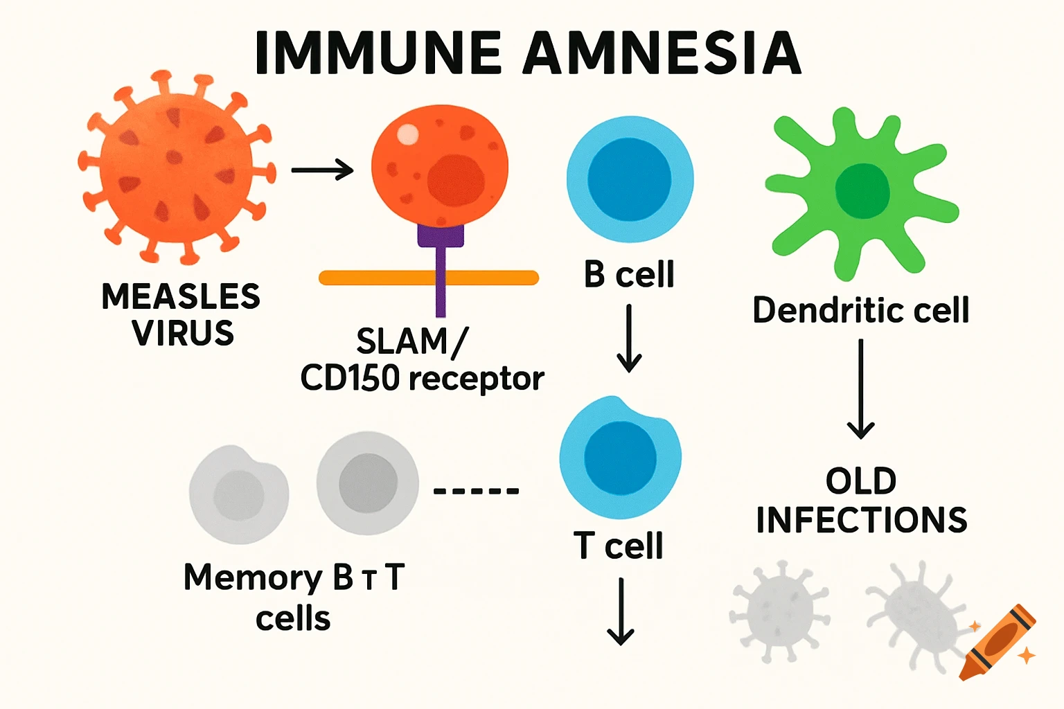 A schematic diagram illustrates immune amnesia from measles virus, showing its interaction with receptors, B cells, T cells, dendritic cells, and memory BTT cells, leading to old infections.